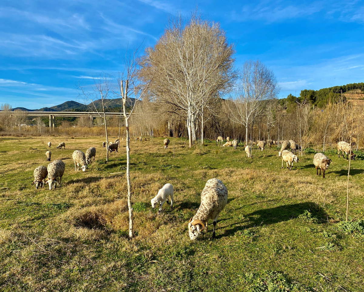 Octubre: Pla del Riu Llobregat