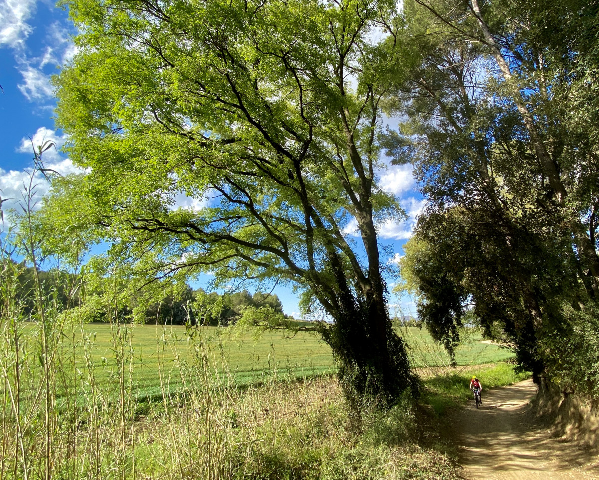 Juny: Camí de la Masia Can Garrigosa