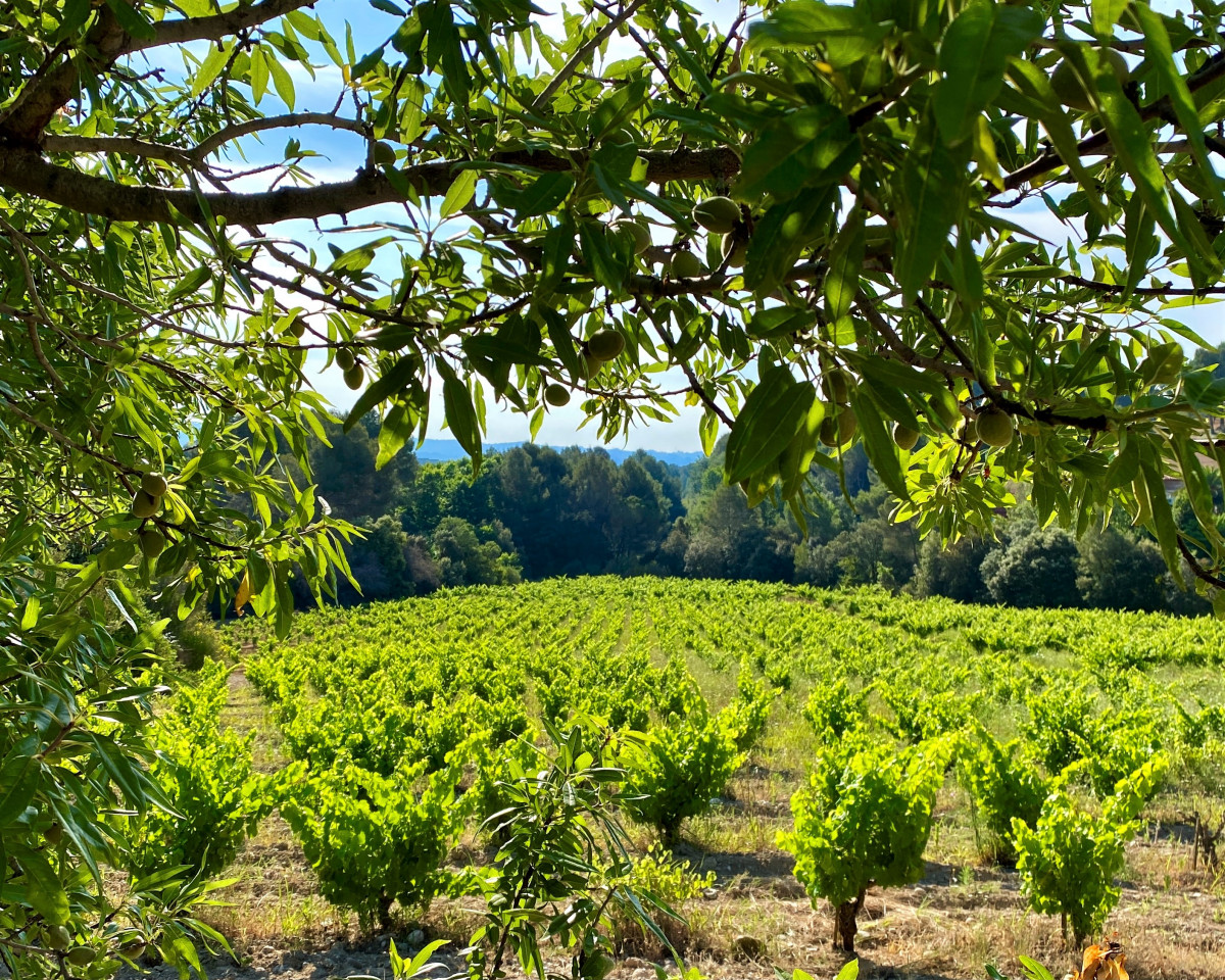 Juliol: Vinyes de de Can Garrigosa