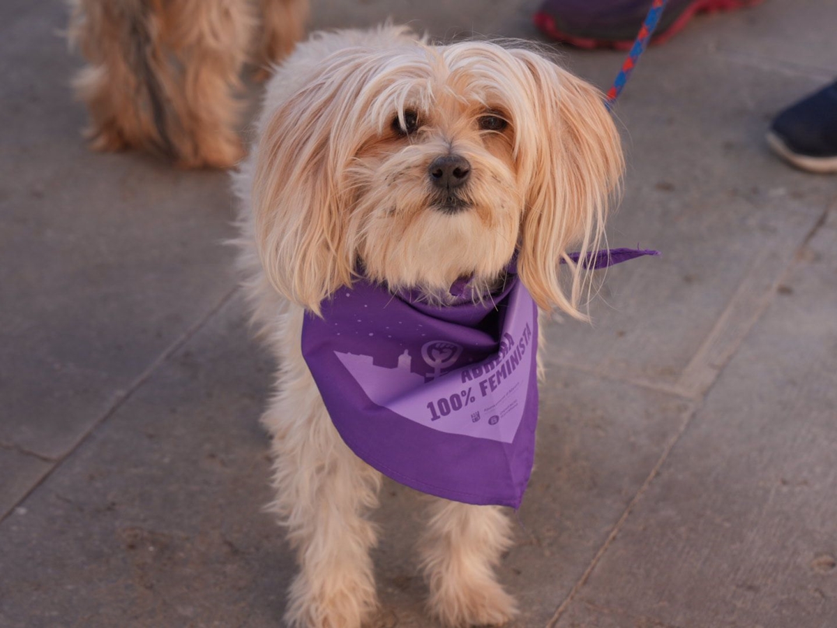Abrera Municipi 100% Feminista! Omplim els nostres carrers de color lila en la VIII Marxa contra les violències masclistes, amb èxit de participació i prop de 250 persones inscrites!