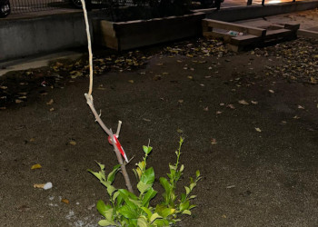Abrera + Sostenible! Reutilitzem l'aigua sobrant de la Pista de Gel per regar espais verds del nostre municipi