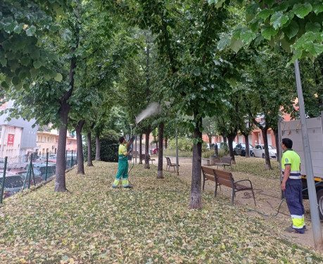 Duem a terme una actuació preventiva als til·lers de la plaça de la Constitució del nostre municipi
