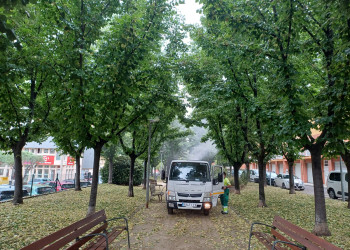 Duem a terme una actuació preventiva als til·lers de la plaça de la Constitució del nostre municipi