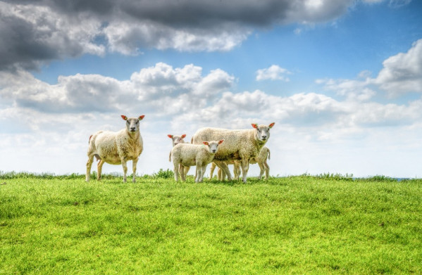 28è Concurs de Teatre Amateur Vila d'Abrera - Ovelles