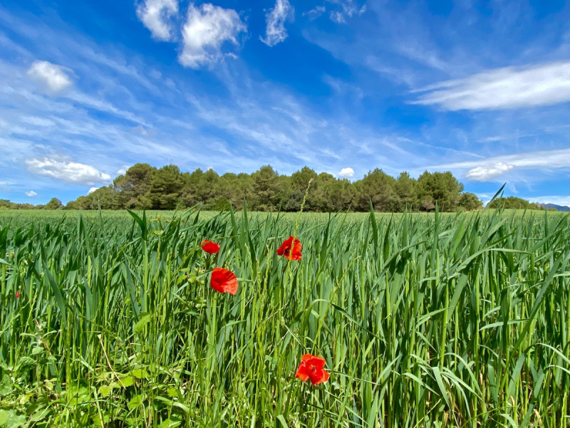 Maig: Camí de Can Garrigosa