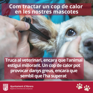 Consells per a les teves mascotes durant l'estiu