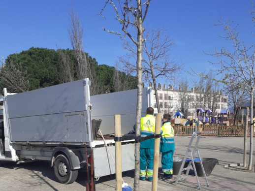 Des de l’Ajuntament d’Abrera continuem amb la plantació d'arbres com una mesura fonamental per a promoure la sostenibilitat ambiental, avançar en els ODS i crear refugis climàtics
