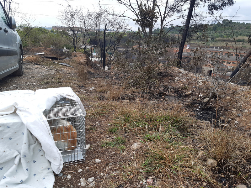 Voluntàries de l’Associació Amics acollidors d’Abrera recullen més d'una dotzena de gats de la zona de la riera Magarola afectada per l'incendi
