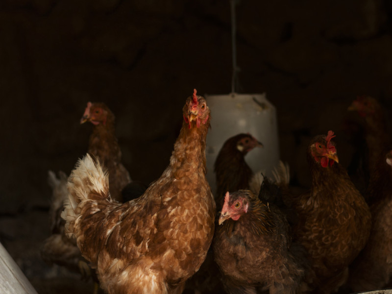 Consells i mesures de prevenció davant la grip aviar