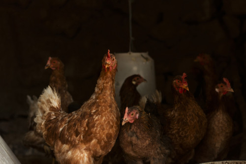 Consells i mesures de prevenció davant la grip aviar