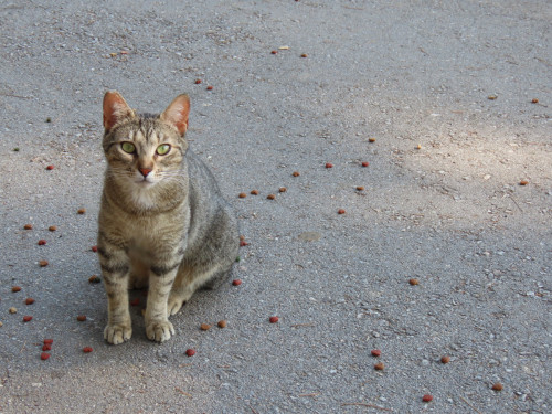 Fem una crida al civisme i al respecte per les colònies felines d’Abrera davant els actes vandàlics registrats al barri de Ca n'Amat