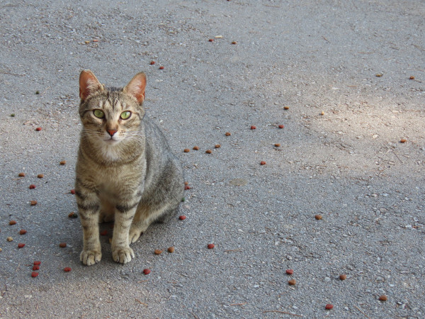 Fem una crida al civisme i al respecte per les colònies felines d’Abrera davant els actes vandàlics registrats al barri de Ca n'Amat