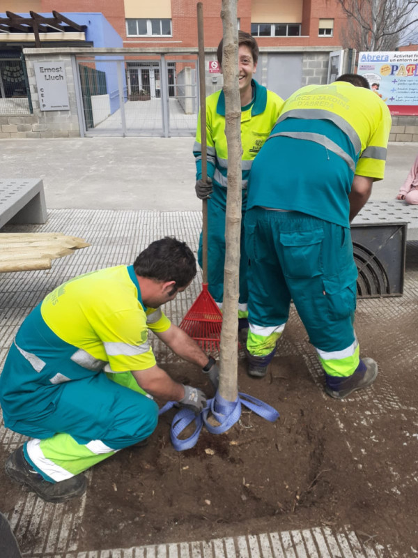 Des de l’Ajuntament d’Abrera continuem amb la plantació d'arbres com una mesura fonamental per a promoure la sostenibilitat ambiental, avançar en els ODS i crear refugis climàtics