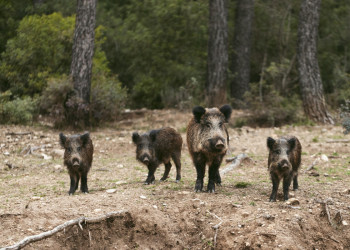 Mesures de control de la pesta porcina africana (PPA) a Abrera. Imatge de Freepik