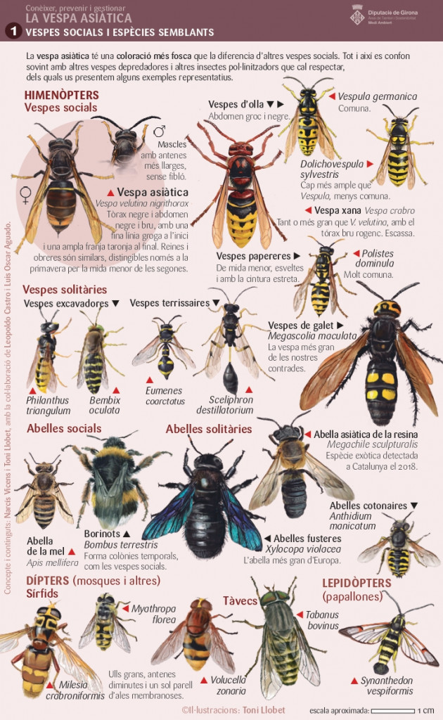 Des de l'Ajuntament d'Abrera us informem dels diferents tipus de vespes que es troben al nostre territori. No confondre, no tot és vespa asiàtica!
