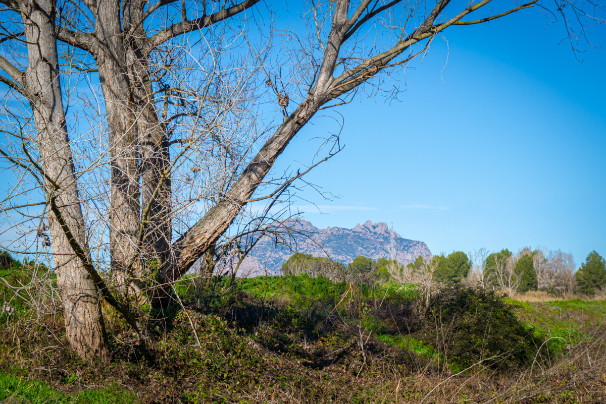 L’Ajuntament d’Abrera i l’ACA fem balanç de la restauració de l'entorn del riu Llobregat i reforcem la col·laboració de futur
