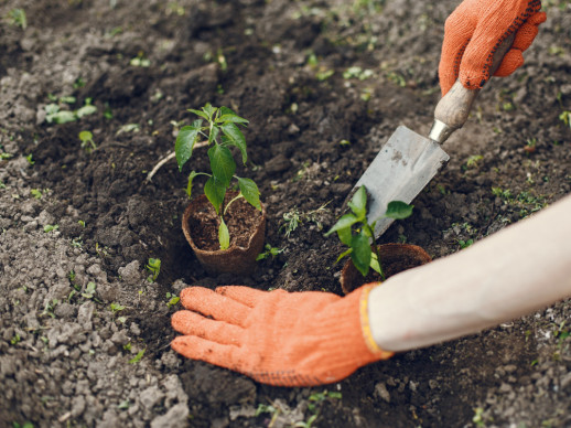 Ajornem la plantada d'arbres programada pel proper diumenge 26 de març, per l'actual estat de sequera