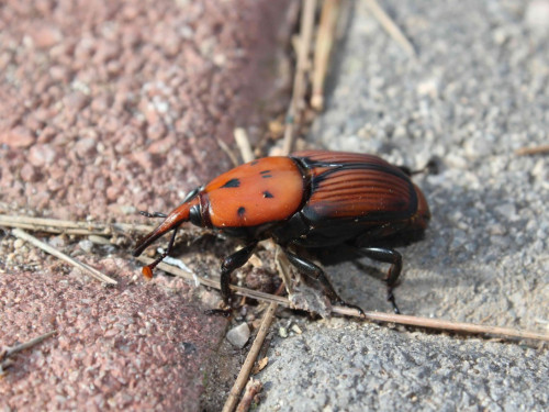 Morrut de les Palmeres
