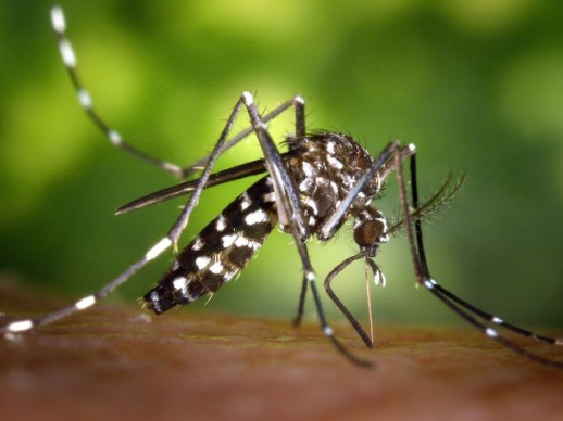 Mosquit tigre