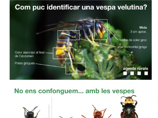 Des de l'Ajuntament d'Abrera us informem dels diferents tipus de vespes que es troben al nostre territori. No confondre, no tot és vespa asiàtica!