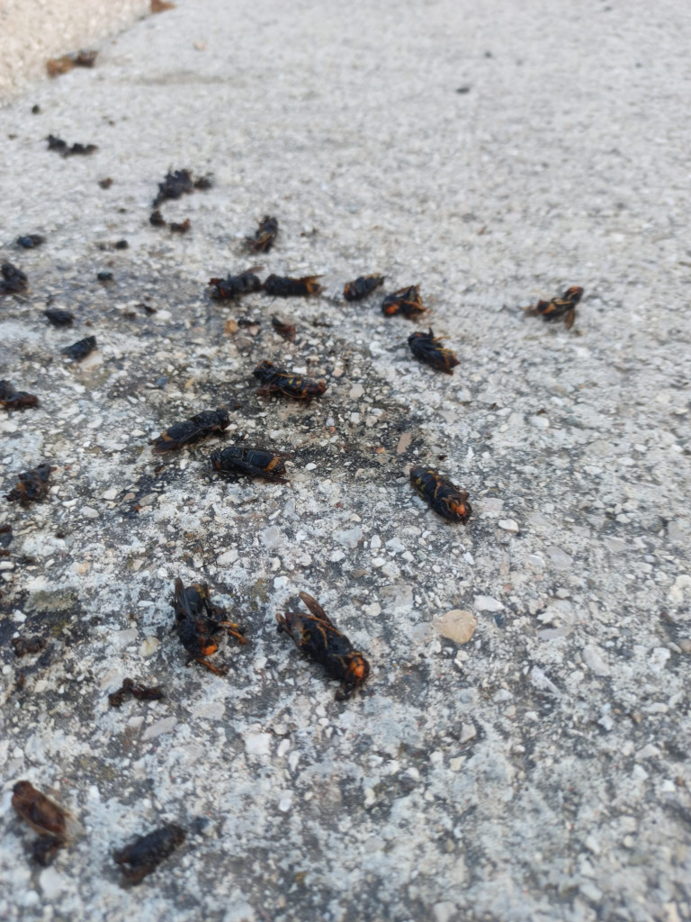 Iniciem la campanya de trampeig de la vespa asiàtica amb la instal·lació de 13 trampes