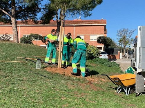Des de l’Ajuntament d’Abrera tenim cura de l’arbrat públic del nostre municipi, amb la realització dels treballs de poda i cura dels arbres públics
