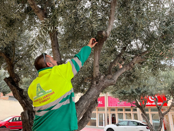 Mantenim l'espai públic net i segur amb la realització dels treballs de poda a l'arbrat públic a tot el municipi