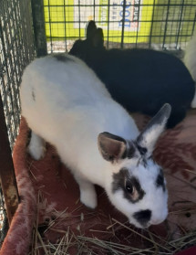 Abrera continua promovent la tinença responsable d’animals! Busquem llar per a 7 conills abandonats