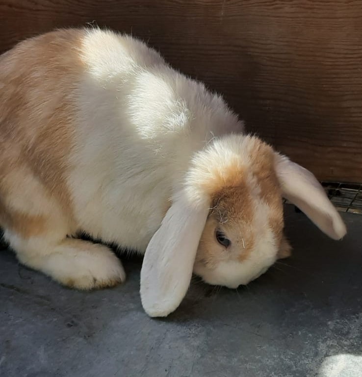 Abrera continua promovent la tinença responsable d’animals! Busquem llar per a 7 conills abandonats