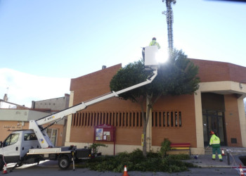 Mantenim l'espai públic net i segur amb la realització dels treballs de poda i cura dels arbres públics