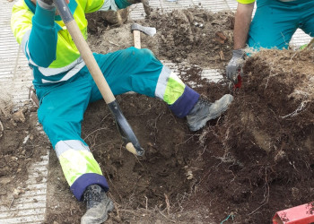 Des de l’Ajuntament d’Abrera continuem amb la plantació d'arbres com una mesura fonamental per a promoure la sostenibilitat ambiental, avançar en els ODS i crear refugis climàtics