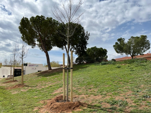 Des de l’Ajuntament d’Abrera tenim cura de l’arbrat públic del nostre municipi, amb la realització dels treballs de poda i cura dels arbres públics