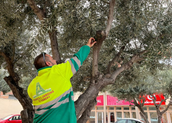 Mantenim l'espai públic net i segur amb la realització dels treballs de poda a l'arbrat públic a tot el municipi