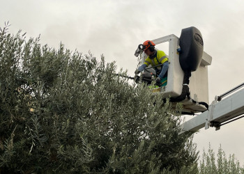 Mantenim l'espai públic net i segur amb la realització dels treballs de poda a l'arbrat públic a tot el municipi